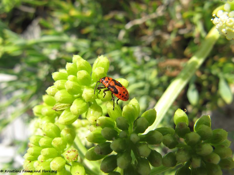 Datei:Spilostethus saxatilis Scopoli, 1763 Vir 130907 4077.jpg