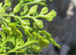 Burg Kličevica 04/2019