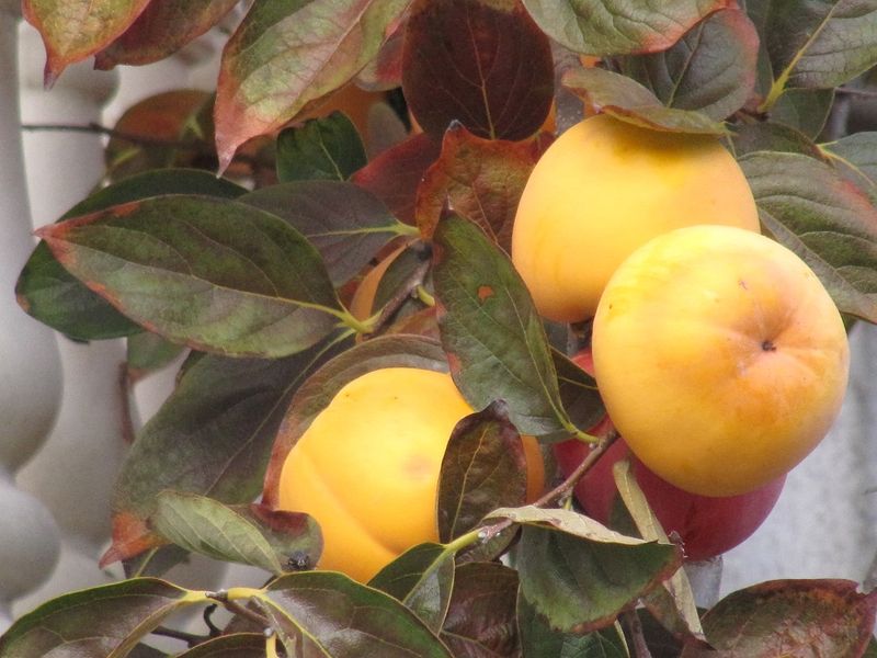 Datei:Diospyros kaki Thunberg, 1780 Sab 151113 2714.jpg