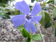 Kleines Immergrün, mali zimzelen. Fundort: Heselbach 10/2013. Giftpflanze, Heilpflanze. Zierpflanze, Magische Pflanze