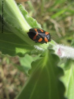 CercopsSangui Priv 140427 2633.jpg