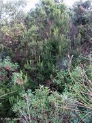 Als Bestandteil mediterraner Macchien, Vir 11/2012