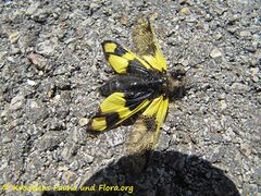 Totfund, Vir 06/2013