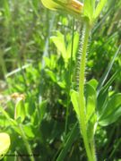 Der behaarte Stängel, Ždrijac 04/2016