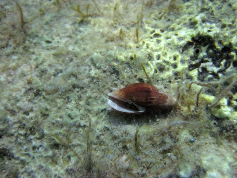 Datei:Mitra cornicula Linné, 1758 Vir 140909 5768.jpg