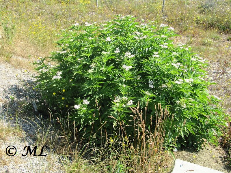 Datei:Sambucus ebulus Linné, 1758 Jasenice 110706 33.jpg