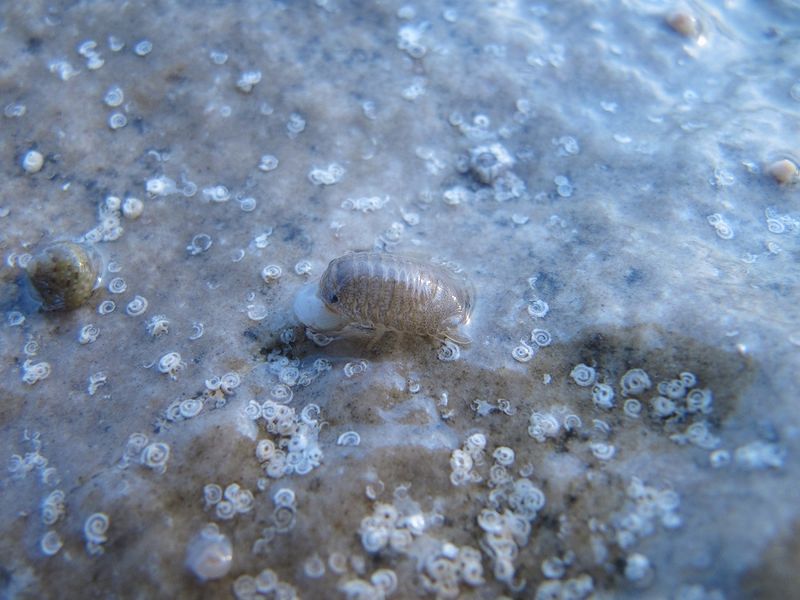 Datei:Sphaeroma serratum Fabricius, 1787 Vir 121124 3500.jpg