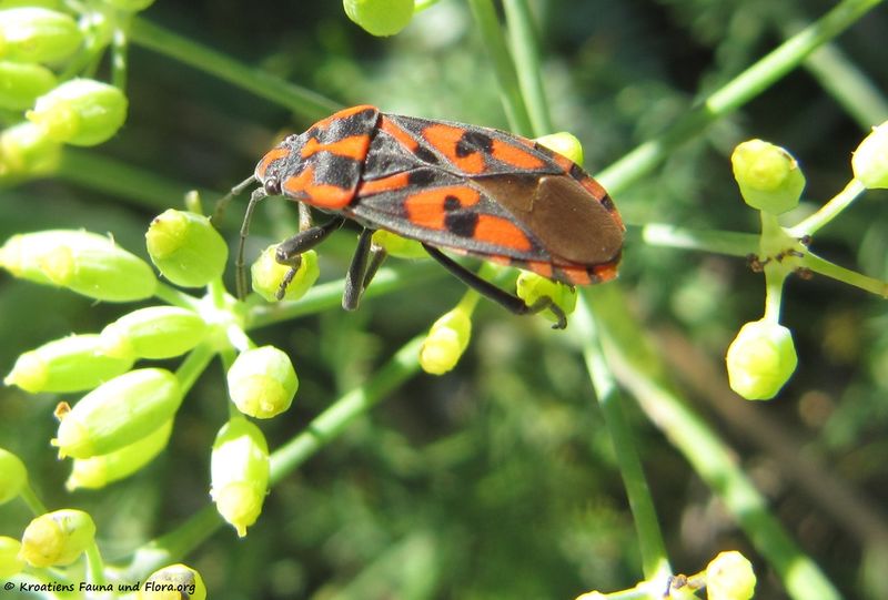Datei:Spilostethus saxatilis Scopoli, 1763 Vir 160922 9330 k.jpg