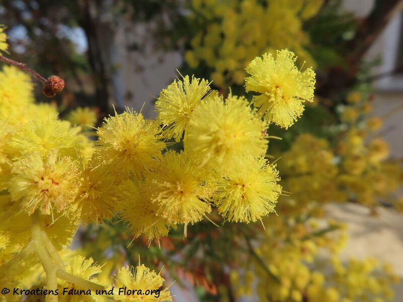 Datei:Acacia dealbata Link, 1822 Vir 210225 1661 k.jpg