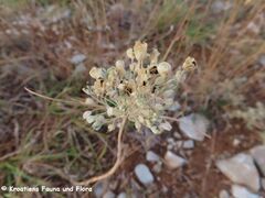 Allium flavum Vir 230724 4246.JPG