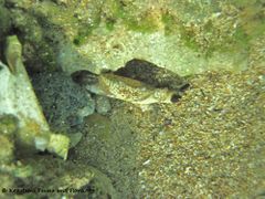 Drohgebärde des Männchens, das Weibchen hat sich links versteckt. Vir 09/2012