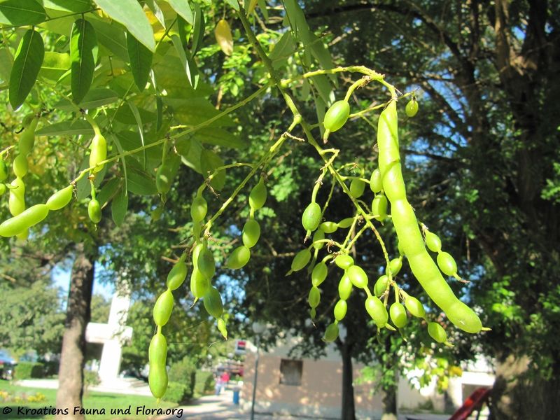 Datei:StyphJap Fru Pos 131002 4579.jpg