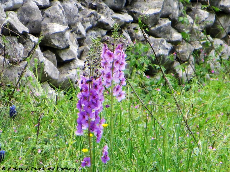 Datei:Verbascum phoeniceum Linné, 1753 Zapuž 180418 12236.jpg