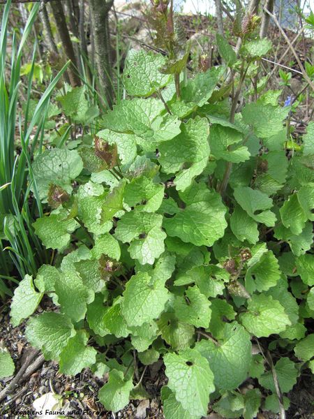 Datei:Alliaria petiolata Cavara & Grande, 1913, TH 120412 216.jpg