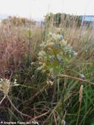 Allium flavum Vir 230715 4194.JPG