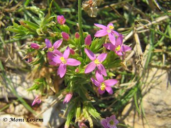 Centaurium tenuiflorum (Hoffmanns. & Link) Fritsch ex Jansen, 1907 Vir 130616 2713.jpg