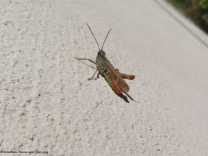 Chorthippus bornhalmi Harz, 1971 Vir 201019 1483.jpg