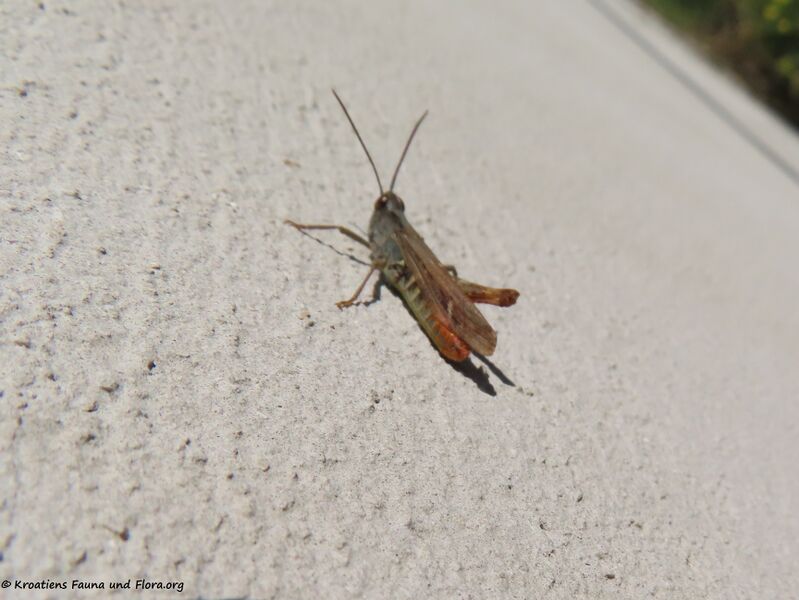 Datei:Chorthippus bornhalmi Harz, 1971 Vir 201019 1483.jpg