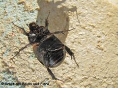 Unterseite, Otok Vir 06/2015