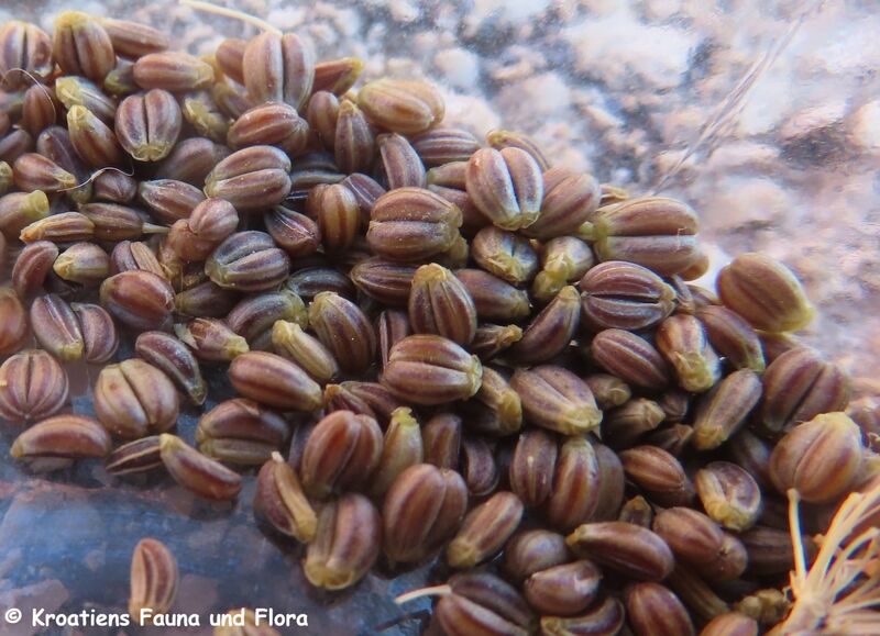 Datei:Petroselinum crispum (Mill.) Nyman, 1882 Vir 230715 4204 D.JPG