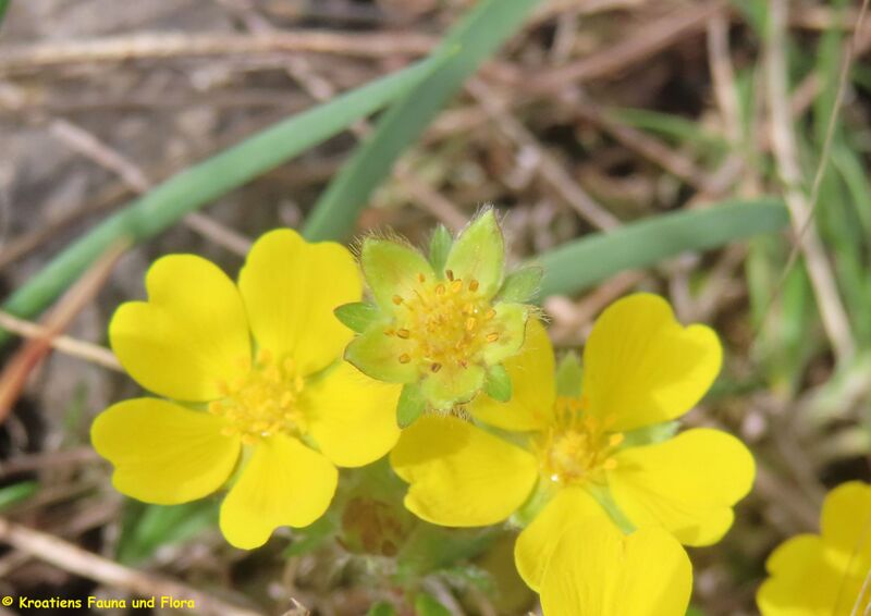 Datei:PotHepta Fru Vir 240330 7327 D.JPG