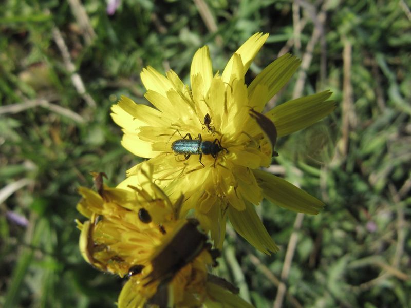 Datei:Psilothrix viridicoerulea Geoffroy, 1785 Vir 140413 2199.jpg