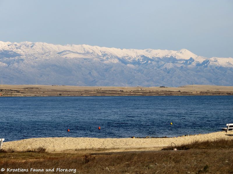 Datei:190126 0059 k.jpg