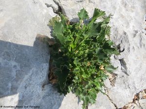 CampPyr Bla1 Kam 180829 14567.jpg