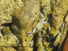 Kurz nach der Häutung, Vir 06/2011