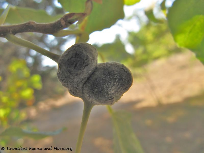 Datei:Pemphigus spirothecae Passerini, 1860 Nin 110916 50.jpg