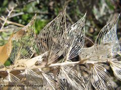 Blätter einer abgestorbenen Pflanze, Vir 05/2014