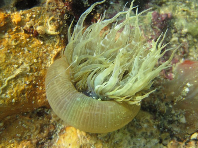 Datei:Sagartia troglodytes Price in Johnston, 1847, Vir 120911 2154 k.jpg