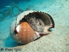 Đani Iglić , Zlarin 01/2020, 27 Meter Tiefe