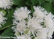 Ageratum houstonianum Miller, 1768 - Leberbalsam, meksička plavuša. Fundort: Nin 06/2018, Invasive Pflanze, Zierpflanze