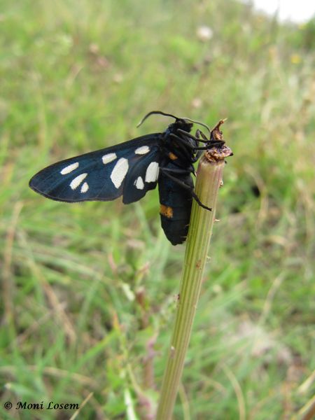 Datei:Amata marjana Stauder, 1913 Vir 140512 3165.jpg