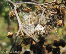 Weibchen, Thalmassing 09/2012