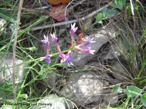 AstragMuell Blü2 Vir 130428 1338.jpg