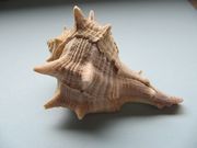 Bolinus brandaris Linné, 1758 - Herkuleskeule, bodljikavi volak, Fundort: Vir 06/2010, Meerestier