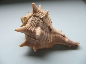 Bol bran Vir 100624.jpg