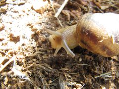 CornAsp Vir 120915 2613.jpg