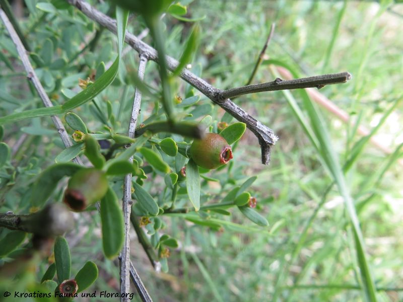 Datei:Osyris alba Linné, 1753 Smil 180521 13840.jpg