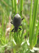 ♀ Senj Burg Nehaj 04/2014