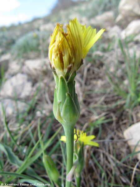 Datei:ScorzoneraAustria Vir 130428 1239.jpg