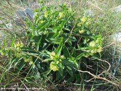 2. Blüte im Oktober, Vir 10/2017