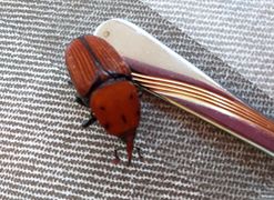 © Mari Ja, 06/2019, ♀