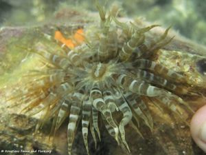 Aiptasia mutabilis Gravenhorst, 1831 Vir 140810 5303.jpg