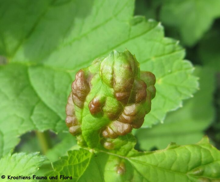 Datei:Cryptomyzus (Cryptomyzus) ribis Linné, 1758 WFlo 190511 1009.JPG