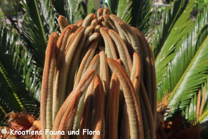 Datei:Cycas revoluta Thunberg, 1784 Zat 240607 8059.JPG