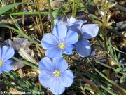 Österreichischer Lein, lan rupičasti. Fundort: Nin 04/2011, Giftpflanze , Zierpflanze