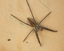 Pisaura mirabilis Heike 190325 1.jpg